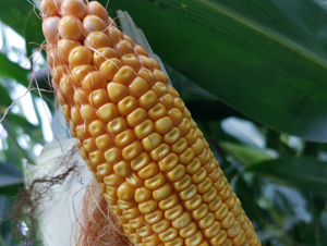 �|��1778-���׷N��-�|��