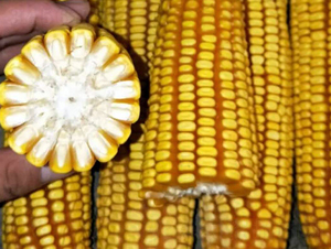 �|��68̖(h��o)-���׷N��-�|��