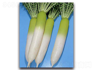 �ɹ��S�M(j��n)-�}���N��-�r(n��ng)����