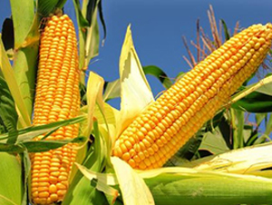 ɽ�r(n��ng)202-���׷N��-��Դ�N�I(y��)