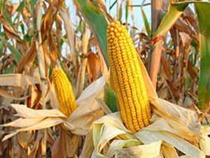 ����909-���׷N��-��Դ�N�I(y��)