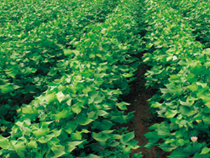 ���s��3̖(h��o)-�޻��N��-��(chu��ng)���N�I(y��)