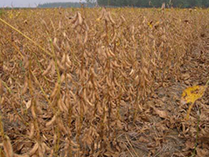 ���S13-�󶹷N��-�|���r(n��ng)�I(y��)