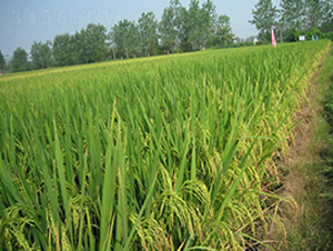 ����1̖-ˮ���N��-����N�I(y��)