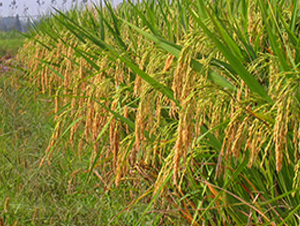 ��Ƀ�(y��u)16-ˮ���N��-����N�I(y��)