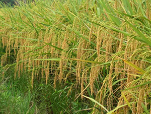 �σɃ�(y��u)2̖-ˮ���N��-����N�I(y��)