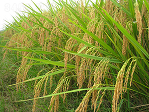 ���Ƀ�(y��u)5̖-ˮ���N��-����N�I(y��)