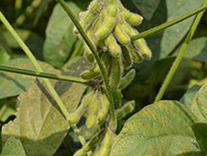 ����15̖-�󶹷N��-����N�I(y��)