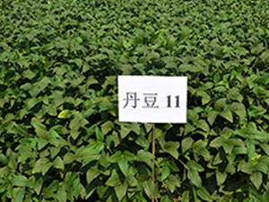 ����11̖-�󶹷N��-����N�I(y��)