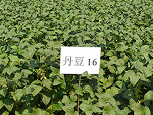 ����16̖-�󶹷N��-����N�I(y��)