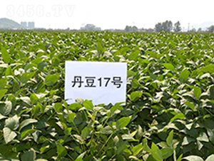 ����17̖-�󶹷N��-����N�I(y��)