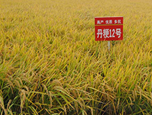 ����12̖-ˮ���N��-����N�I(y��)