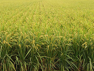 ����21̖-ˮ���N��-����N�I(y��)