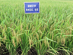 ��i��(y��u)709-ˮ���N��-������