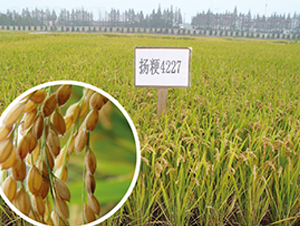 �P��4227-ˮ���N��-������