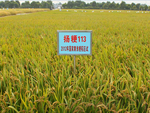 �P��113-ˮ���N��-������