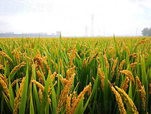 �P��3012-ˮ���N��-������