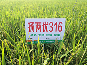 �P�Ƀ�(y��u)316-ˮ���N��-������