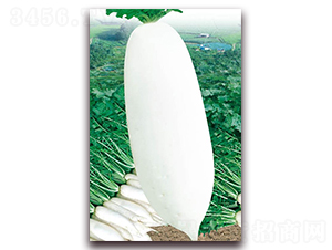 �Ž����t�}��-���}���N��-�A�r�N�I(y��)