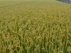 ��67-ˮ���N��-�����r