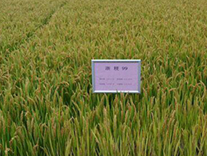 �㾬99-ˮ���N��-�����r