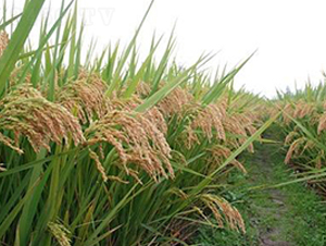 �㾬��(y��u)1578-ˮ���N��-�����r