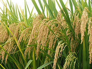 �A�マ(y��u)71-ˮ���N��-�����r