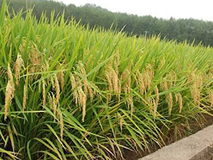 �A�マ(y��u)1̖-ˮ���N��-�����r