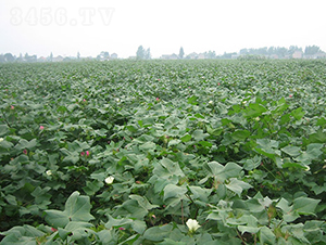 ����2̖(h��o)-�޻��N��-���r(n��ng)���S