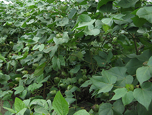 ���r(n��ng)6̖(h��o)-�޻��N��-���r(n��ng)���S