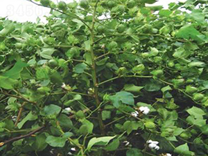 ����2̖(h��o)-�޻��N��-���r(n��ng)���S