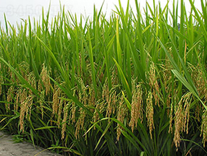 �189̖(h��o)-ˮ���N��-���r(n��ng)���S