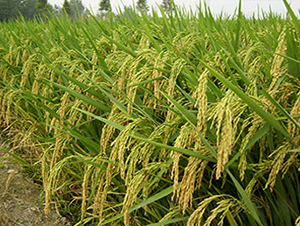 �Ͻ�8̖���s���i����-ˮ���N��-���r(n��ng)���S