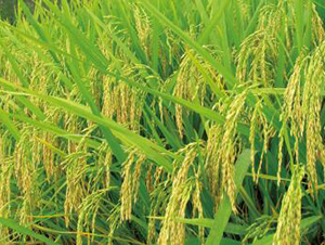 ���Ƀ�(y��u)618���s���i����-ˮ���N��-���r(n��ng)���S