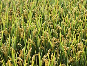 �S��1606-ˮ���N��-���r(n��ng)���S