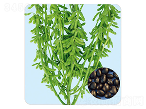 ���һ̖-�ڶ��N��-���S�N�I(y��)