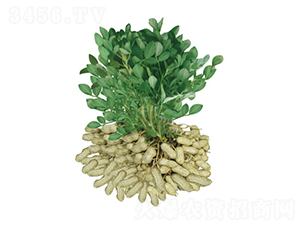 ��ɳ1016-�����N��-���S�N�I(y��)