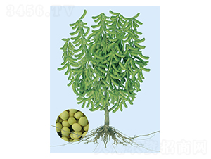 �|��һ̖-ë���N��-���S�N�I(y��)