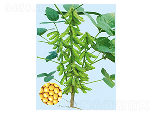 ���Sһ̖-�󶹷N��-���S�N�I(y��)