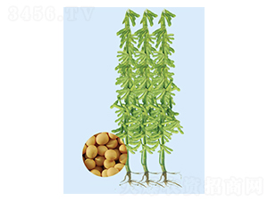 ���S55-�󶹷N��-���S�N�I(y��)