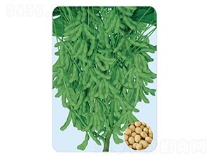 ����8-�󶹷N��-���S�N�I(y��)