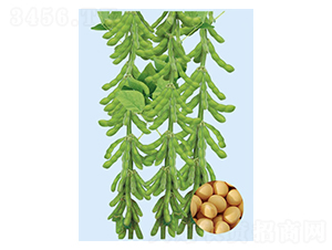 ������һ̖(h��o)-�󶹷N��-���S�N�I(y��)