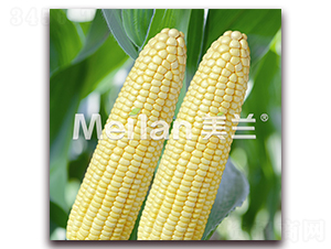 �������Ŵ18̖-��Ŵ���׷N��-�G��