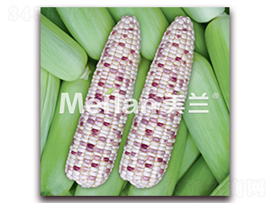 �������Ŵ9̖-��Ŵ���׷N��-�G��