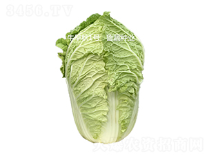 ţ����1̖(h��o)-�ײ˷N��-���߷N�I(y��)