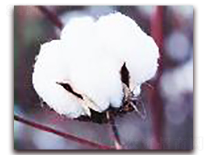 ���һ̖(h��o)-�޻��N��-�(y��u)�r(n��ng)�I(y��)