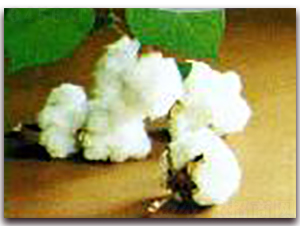 �޻���-�޻��N��-�(y��u)�r(n��ng)�I(y��)