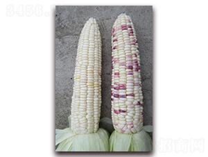 �K��Ŵ203-Ŵ���׷N��-�L���N��