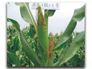 �K��Ŵ1̖-Ŵ���׷N��-�к̷N�I(y��)