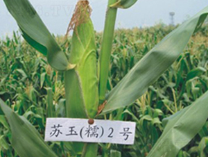 �K��Ŵ2̖-Ŵ���׷N��-�к̷N�I(y��)